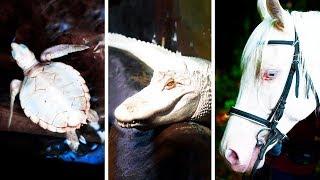 23 Albino Animals That Have Rarely Ever Been Seen