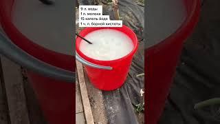 Лучшая подкормка для огурцов и помидор! #огород#советы#дача#вредители
