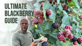 Everything you need to know about GROWING BLACKBERRIES!