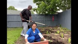 Growing Sunflower in the Backyard