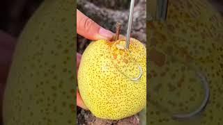 Spiral Cut #pear #fruitcutting #satisfying #awesome #shorts #fyp #viralvideo #fruitlover #yummy