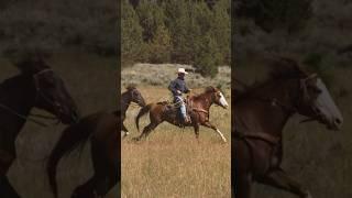 Uncovering Legends: Jesse James’s Thunderbolt and Other Iconic Animals of the Wild West #cowboy