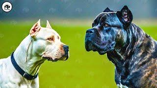 Corso Crusher! 10 Dogs that could defeat a Cane Corso