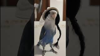 Miss Parrot goes on a blind date#Animal's confusing behavior Debut plan#Fantastic bird#Parrot outfit