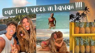 we moved to Hawaii with our puppy (for a bit)