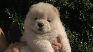 Brushing a Fluffy Chow Puppy