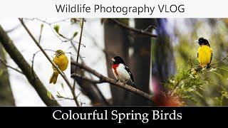 Wildlife Photography VLOG | Photographing Orioles & Grosbeaks | Ontario, Canada