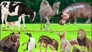 Explore Farm Animals: Lion, Camel, Hippo, Squirrel, Bear, Penguin, Boar, Calf - Animal Videos