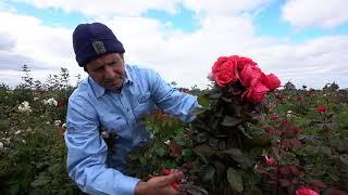 Wattle Range Business Champions - Wagner's Rose Nursery