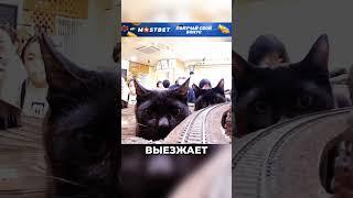 Котокрушение #истории #история #новости #новость #добрыеновости