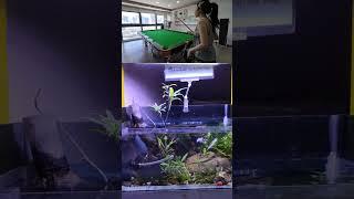 Beautiful billiard #girl #girls #billiards #summer #relax #memes #shorts #video