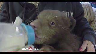 Orphaned Bear Cub Rescued in Lake Tahoe