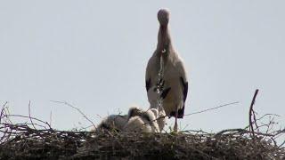 Storch bringt Wasser für den Nachwuchs (White stork brings water for the offsprings)