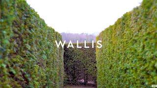 Wallis | The Occasion Collection