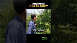 20년 된 매실나무 수확량은? #shorts