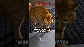 Talking Cats  #talkingcat #funnycats #catconversations