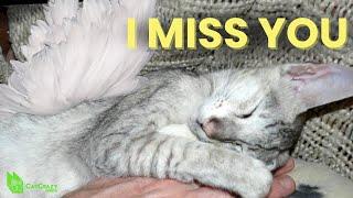 Coping With the Loss Of Your Cat (Stephanie Rodriguez, Grief Counselor)