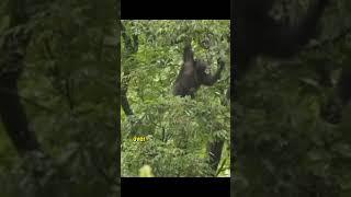 The Gombe Chimpanzee War