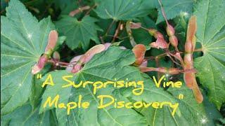 "How Does A 25 Foot Vine Maple Tree Stabilize Forests, Inspire Art, & Paint The Autumn Landscape?"
