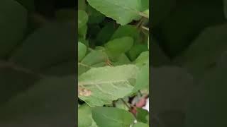 Tulsi Maiya #video #my_first_vlog #video #my_first_vlog #souravjoshi