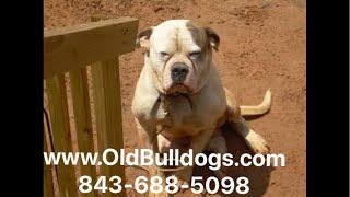 THE MASTER OF ALL BULLDOGS IS THE TRUTH IN DOG BREEDING. PEOPLE ARE MAD OF THE TRUTH HE GIVE OUT.