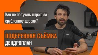 Порубочный билет и подеревная съемка | Срубил дерево - получил штраф // Геомер групп