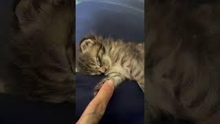 Tiny paws #kitten #cutness #baby #girl #tinypaws #babypaws #sleep #tiny #lovestory #viral