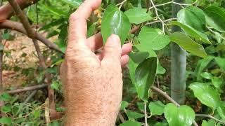 Growing Indian Green Jujube in Phoenix Arizona