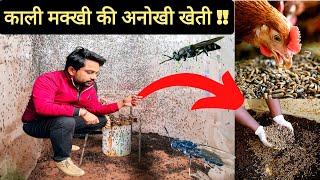 काली मक्खी की अनोखी खेती || Black Soldier Fly Farming || मालामाल खेती || Hello Kisaan