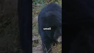 Pt.16 animal facts #blackbear #facts #animalfacts