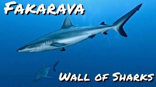 Fakarava | Wall of Sharks | French Polynesia