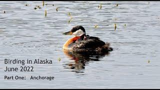 Birding in Alaska 2022 - Part One: Anchorage