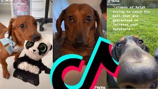 Most Famous Dachshund TikTok Compilation | Dogs Of TikTok