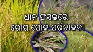 Krushi Darshan  ||  କୃଷି ଦର୍ଶନ  ||  Phone in live @6pm