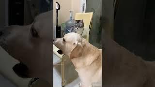 Why Dogs Are on Cats' “No-Friend” List #cat #dog #dogs #catlover #funny #funnyvideos #foryou #cats