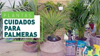 Palmeras: Tipos y cuidados más importantes | Plantas en VERDECORA