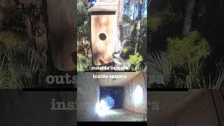 Chickadees visit the Owl