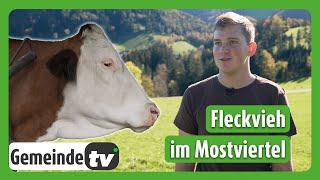 Fleckvieh im Mostviertel