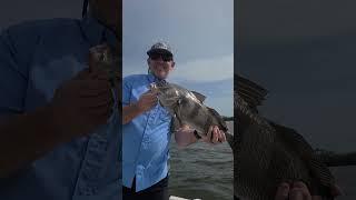 Black Drum Crazy #blackdrum #drum #fish #fishing #fishinglife #stcroixrods #shimano #bigfish