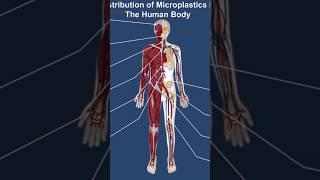 Plastic Is Infiltrating Our Brain! Microplastic Accumulation in the Human Body #historicaltidbits