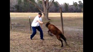 How to stop an angry ram attack - Just use a stick