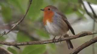 European Robin (Erithacus rubecula) Singing