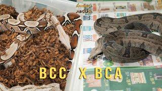 Bcc X Bca ! Quais as diferenças e características desses animais.