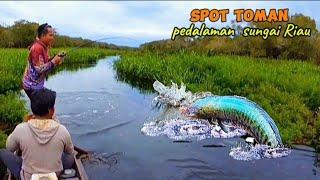 PESTA STRAEK‼️MANCING TOMAN DI SPOT INI BER TUBI TUBI SAMBARAN NYA.!! CESTING SNAKEHEAD