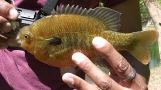 Fishing Hays Nature Preserve