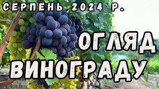 Огляд винограду серпень 2024 р.