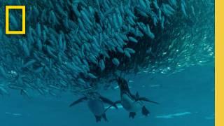 Clever Galápagos Penguins Feast on Anchovies | Secrets of the Penguins | National Geographic