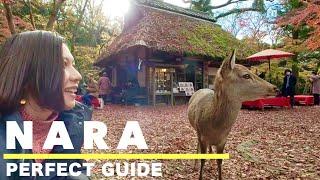 NARA Top 7 things to do in Nara in Autumn Day trip from Kyoto Japan travel vlog