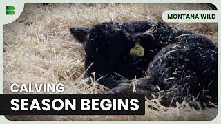 The Beginning of Calving Season! - Montana Wild - Documentary