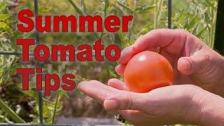 Summer Tomato Tips – Family Plot